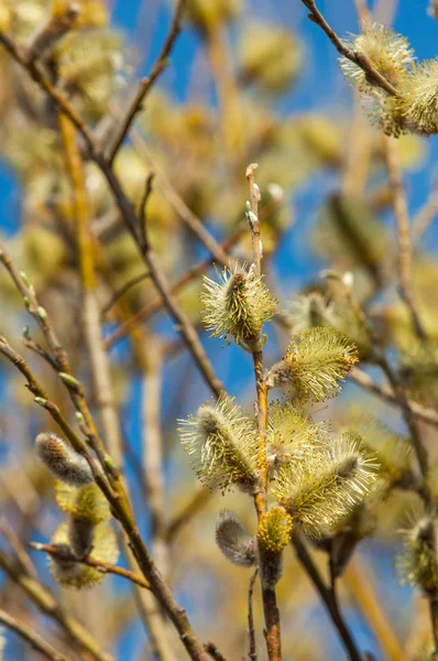 Spring Landscape Swollen Buds Willows Brightly Yellow Flowers Buds Willow — Stock Photo, Image