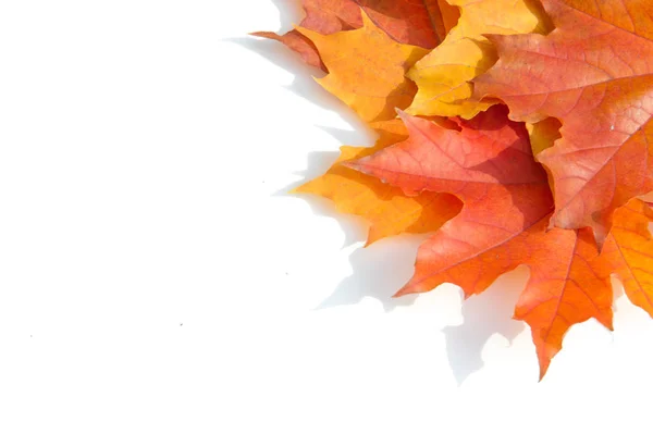 叶子在秋天在白色背景被隔绝了 红黄叶 — 图库照片