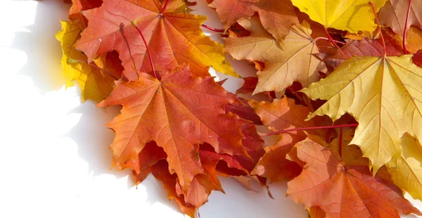 叶子在秋天在白色背景被隔绝了 红黄叶 — 图库照片