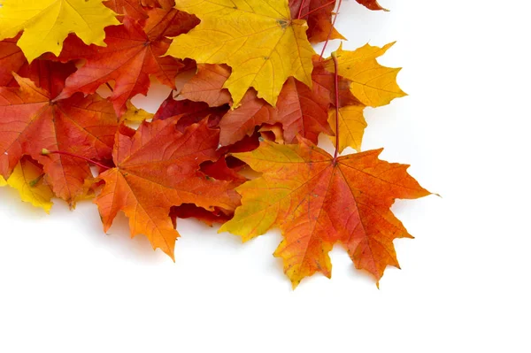 Textura Pozadí Vzor Listy Podzim Bílém Pozadí Samostatný Javor Červené — Stock fotografie