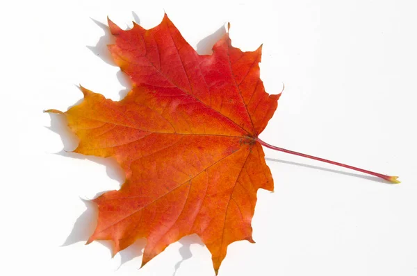 Textuur Achtergrond Patroon Bladeren Herfst Een Witte Achtergrond Geïsoleerd Esdoorn — Stockfoto