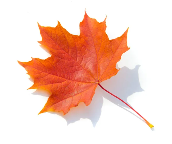 Textura Fundo Padrão Folhas Outono Fundo Branco Isolado Maple Folhas — Fotografia de Stock