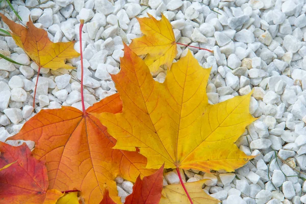 黄红秋叶在地上 美丽的秋叶地毯 — 图库照片