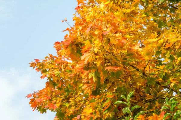 Doku, arka plan, desen. Akçaağaç Sonbahar ağaçta bırakır.