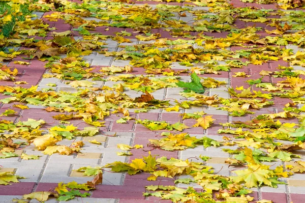 Doku, arka plan, desen. Yere sarı kırmızı sonbahar yaprakları, güzel halı sonbahar yaprakları