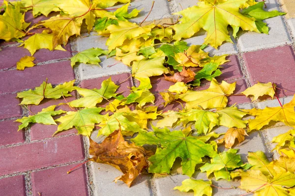 Doku, arka plan, desen. Yere sarı kırmızı sonbahar yaprakları, güzel halı sonbahar yaprakları