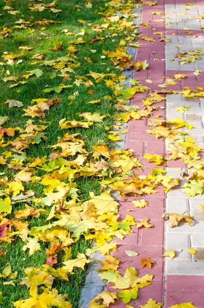 Doku, arka plan, desen. Yere sarı kırmızı sonbahar yaprakları, güzel halı sonbahar yaprakları