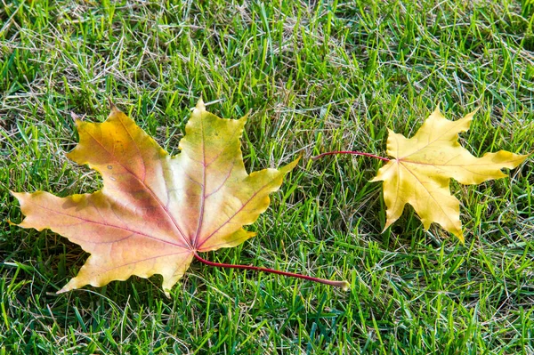 Doku, arka plan, desen. Sonbahar. Çimlerin üstünde sarı sonbahar yaprakları. Sonbahar yaprakları güzel bir halı