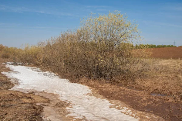 Bahar manzara. bahar alanında son kar. engebeli arazi. ağaçların yaprakları olmadan. ilk sıcak günleridir