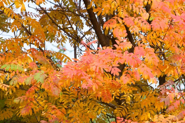 Textura Fundo Padrão Folhas Outono Verdes Amarelas Vermelhas Uma Árvore — Fotografia de Stock