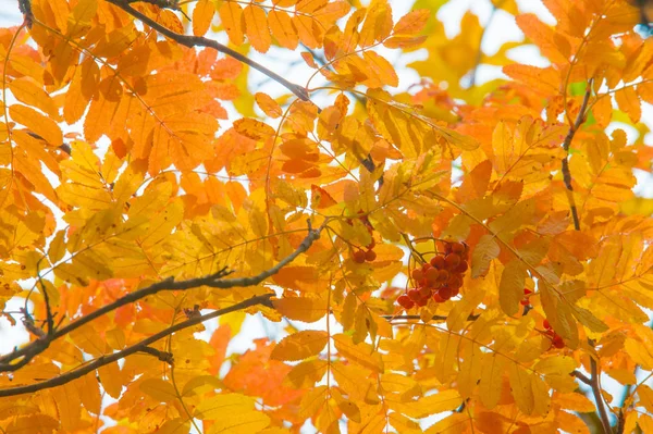 Υφή Φόντο Φαντασία Κόκκινο Κίτρινο Πράσινο Φθινόπωρο Φύλλα Ένα Δέντρο — Φωτογραφία Αρχείου