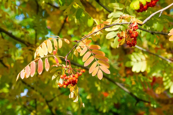 Tekstury Tła Wzór Jesienne Liście Ruby Red Mountain Ash Żółty — Zdjęcie stockowe