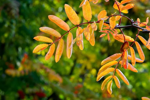 Textur Hintergrund Muster Rot Gelb Grüne Herbstblätter Einem Baum Eberesche — Stockfoto