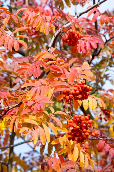 Textur Hintergrund Muster Rot Gelb Grüne Herbstblätter Einem Baum Eberesche — Stockfoto