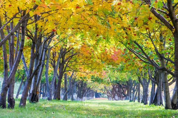 Doku, arka plan, desen. Kırmızı sarı yeşil ağaç yaprak. Rowan