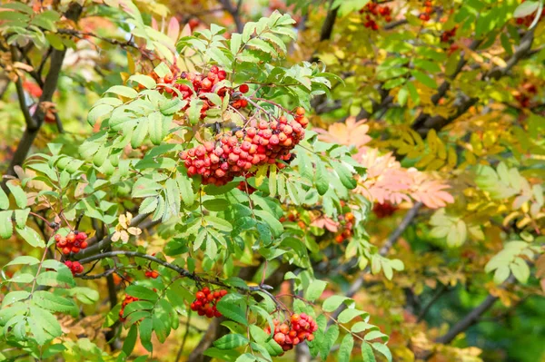 Tekstury Tła Wzór Czerwony Żółty Zielony Jesień Liście Drzewie Jarzębina — Zdjęcie stockowe