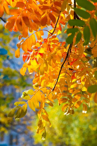 Texture Sfondo Pattern Foglie Autunno Verdi Gialle Rosse Albero Rowan — Foto Stock