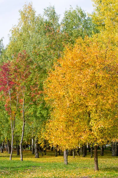 Texture Background Pattern Maple Leaves Autumn Tree — Stock Photo, Image