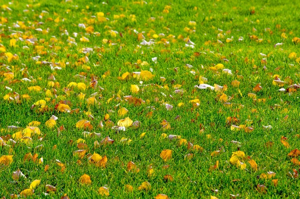 Texture Fond Motif Feuilles Automne Rouges Jaunes Sur Sol Beau — Photo