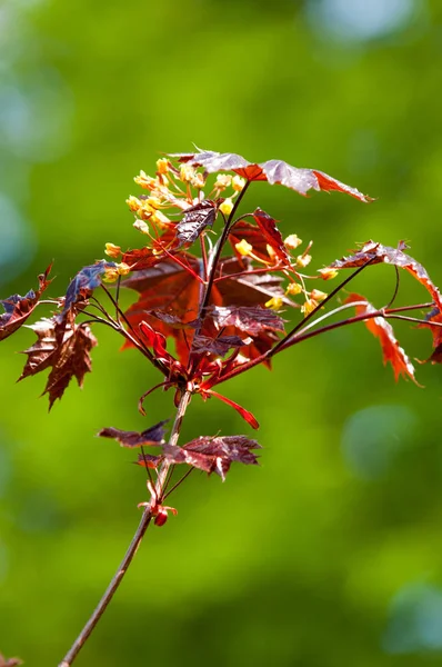 Érable Rouge Acer Rubrum Aussi Connu Sous Nom Marécage Eau — Photo