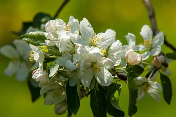 Spring Landscape Apple Spring Flowers Blossoming Apple Background Nature Spring — Stock Photo, Image