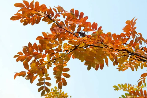 Doku, arka plan, desen. Kırmızı sarı yeşil ağaç yaprak. Rowan