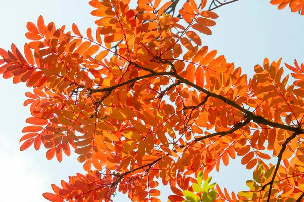 Doku, arka plan, desen. Mountain ash, sarı kırmızı yakut yaprak. Gül ailesinin bileşik yaprak, beyaz çiçekler ve kırmızı meyveler ile küçük bir yaprak döken ağaç.