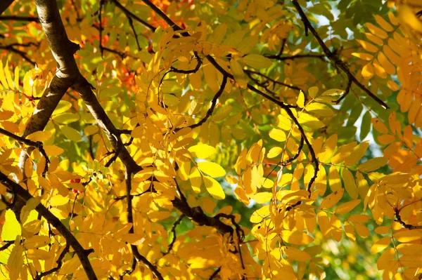 Texture Fond Motif Rouge Jaune Vert Feuilles Automne Sur Arbre — Photo