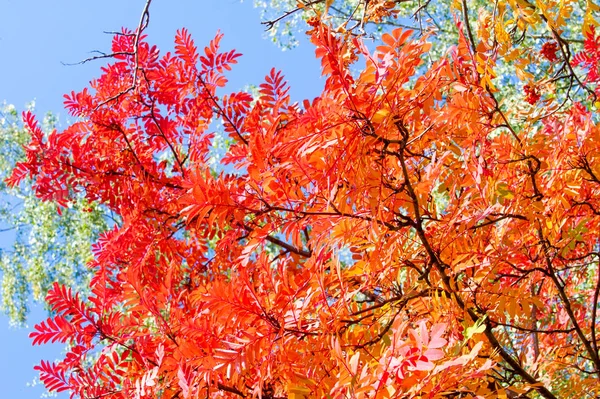 Textura Fundo Padrão Folhas Outono Cinza Montanha Rubi Vermelho Amarelo — Fotografia de Stock