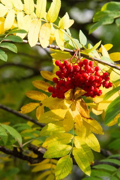 Textur Hintergrund Muster Rot Gelb Grüne Herbstblätter Einem Baum Eberesche — Stockfoto