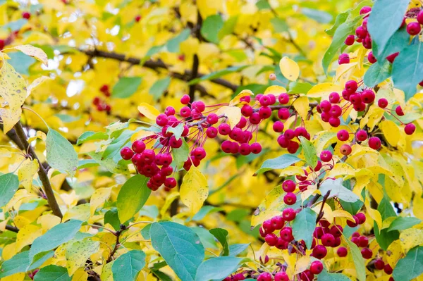 Doku, arka plan, desen. Bir ağaç üzerinde sarı kırmızı sonbahar yaprakları. Güzel sıcak fotoğraf