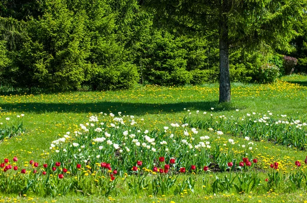 Çiçekler, bahar yatay. Lale. Lale güzel buket. renkli lale. lale bahar, renkli lale içinde. Çiçek Lale arka plan. Güzel bir renk laleler manzarası. 