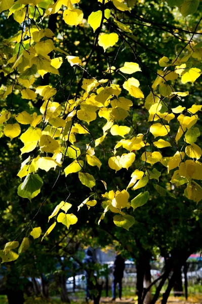 Textura Fundo Padrão Folhas Outono Tílias São Amarelas Uma Árvore — Fotografia de Stock