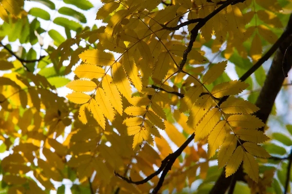 Textur Hintergrund Muster Rot Gelb Grüne Herbstblätter Einem Baum Eberesche — Stockfoto