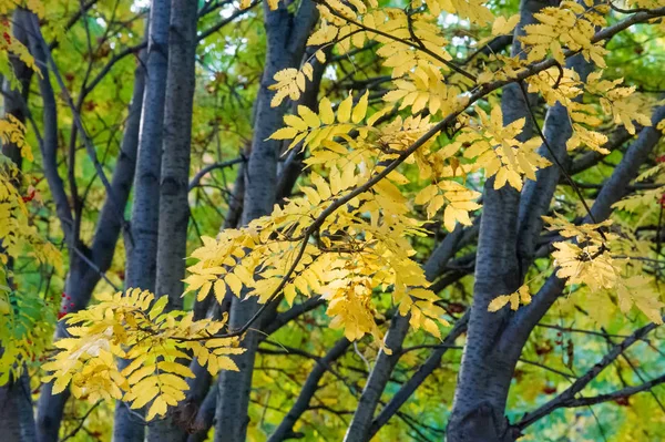 Текстура Фон Рисунок Красно Желто Зеленые Осенние Листья Дереве Роуэн — стоковое фото