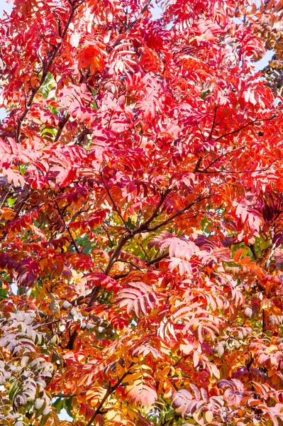 Textur Hintergrund Muster Rot Gelb Grüne Herbstblätter Einem Baum Eberesche — Stockfoto