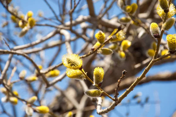 Bahar manzara. Willows şişmiş tomurcukları. Parlak sarı çiçek tomurcukları söğüt