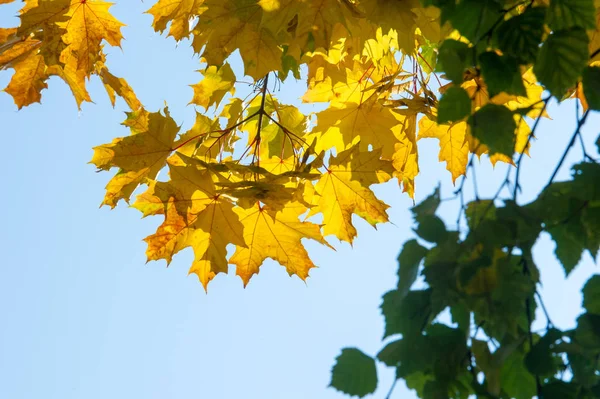 Яркие Осенние Листья Естественной Среде Осенние Листья Деревьев Желтый Оранжевый — стоковое фото