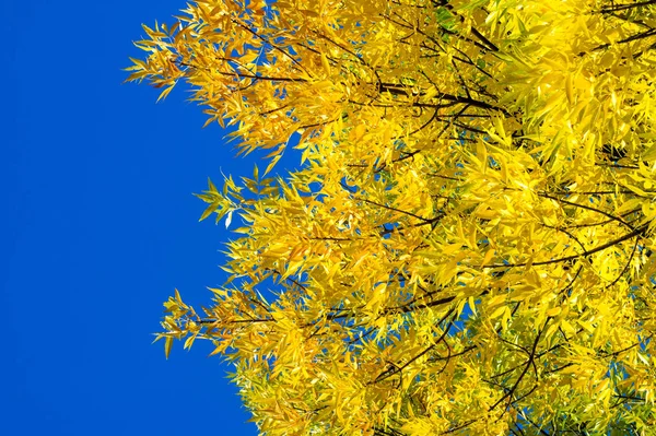 Helle Herbstblätter Einer Natürlichen Umgebung Herbstblätter Von Bäumen Gelb Orange — Stockfoto