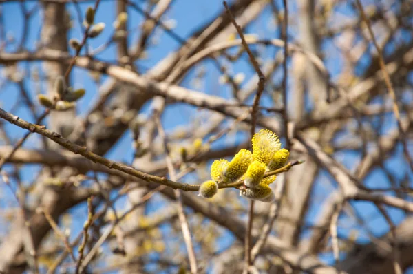 Frühlingslandschaft Geschwollene Knospen Von Weiden Leuchtend Gelbe Blüten Knospen Der — Stockfoto
