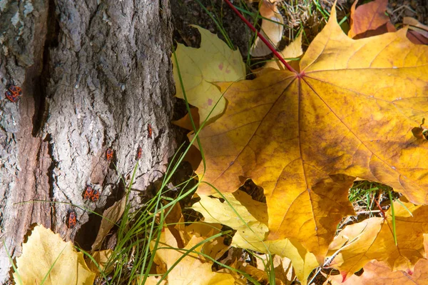 Текстура Фон Рисунок Желто Красные Осенние Листья Земле Красивый Ковер — стоковое фото