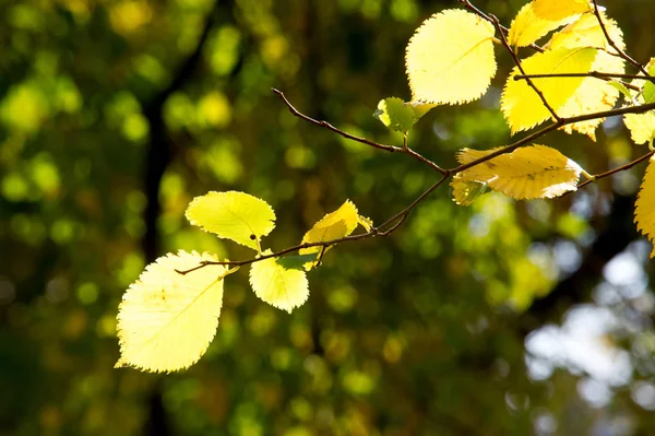 Parlak bir doğal ortamda yaprak. Sonbahar yaprakları ağaçların, sarı turuncu zemin. Sonbaharın arka plan bırakır. Güzel ve parlak sonbahar ağaçlar
