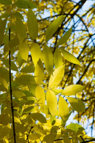 Texture Sfondo Pattern Autunno Foglie Acero Albero Rosso Giallo Arancio — Foto Stock