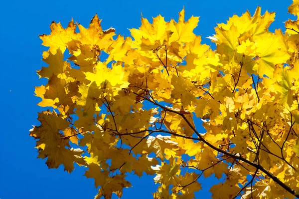 Světlé Podzimní Listí Přirozeném Prostředí Podzimní Listí Stromů Žluté Oranžové — Stock fotografie