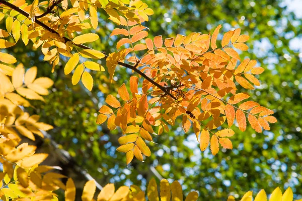 Текстура Фон Рисунок Желтые Осенние Листья Липы — стоковое фото