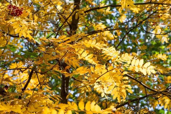 Textura Fondo Patrón Hojas Amarillas Otoño Tilo — Foto de Stock