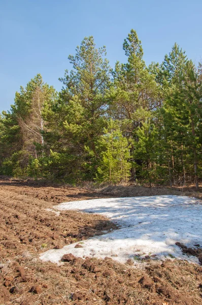 Bahar manzara. bahar alanında son kar. engebeli arazi. ağaçların yaprakları olmadan. ilk sıcak günleridir