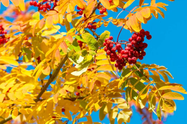 Doku Arka Plan Desen Kırmızı Bir Ağaç Sarı Yapraklarda Sonbahar — Stok fotoğraf