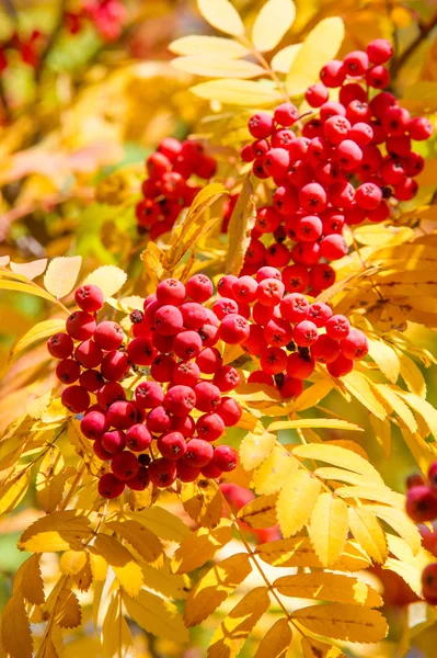 Textur Hintergrund Muster Rote Blätter Herbst Auf Einem Baum Gelbe — Stockfoto