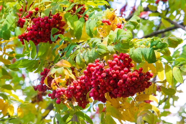 Textur Hintergrund Muster Rote Blätter Herbst Auf Einem Baum Gelbe — Stockfoto